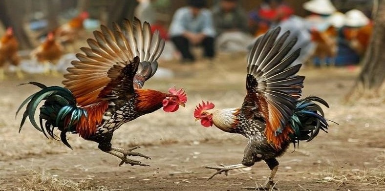 Đá gà cựa tròn