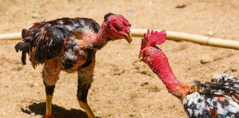 Tổng quan về đá gà xoso66